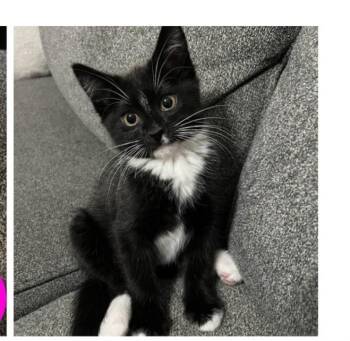 Yue -  Domestic Short Hair Cat for Adoption in Vancouver, Washington - Yue | PetCurious