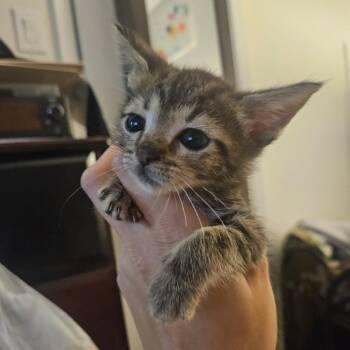 Apple -  Domestic Short Hair Cat for Adoption in Carencro, Louisiana - Apple | PetCurious