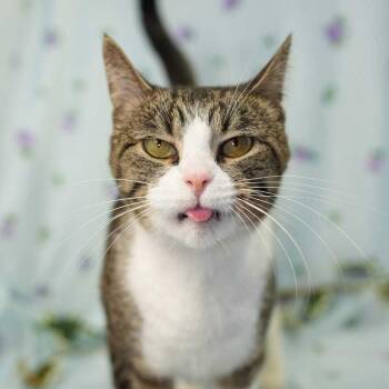 Domestic Short Hair Cats Available for Adoption in Wheaton, Illinois - Windie | PetCurious