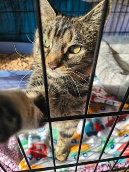 Domestic Short Hair Cats Available for Adoption - Slinky | PetCurious