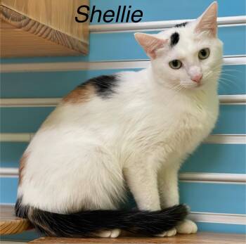 Rescue Domestic Short Hair Cats for Adoption in Pawleys Island, South Carolina - Shellie | PetCurious