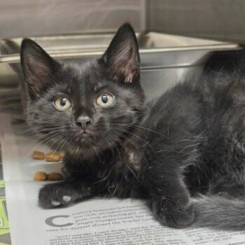 Domestic Short Hair Cats Available for Adoption in Oak Brook, Illinois - Panther | PetCurious