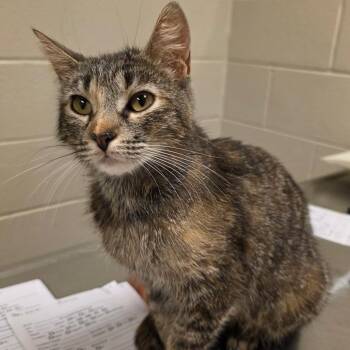 Juno -  Domestic Short Hair Cat for Adoption in Bristol, Indiana - Juno | PetCurious
