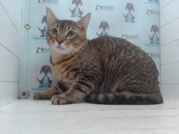 Domestic Short Hair Cats Available for Adoption - GRIG | PetCurious