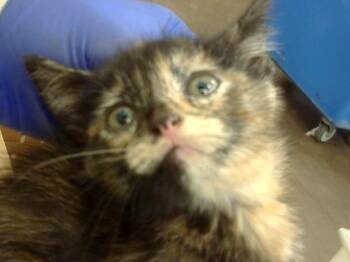 Domestic Long Hair Cats Available for Adoption in Dallas, Texas - NEPAL | PetCurious