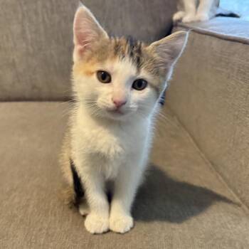 Domestic Short Hair Cats Available for Adoption in Minnetonka, Minnesota - Peep C68760 | PetCurious