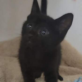 Domestic Short Hair Cats Available for Adoption in Phoenix, Arizona - Willow | PetCurious