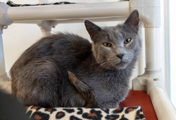 Twirly -  Domestic Short Hair Cat for Adoption in Boise, Idaho - Twirly | PetCurious