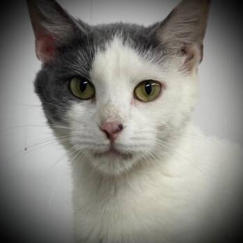 Sissy -  Domestic Short Hair Cat for Adoption in Pittsfield, Illinois - Sissy | PetCurious