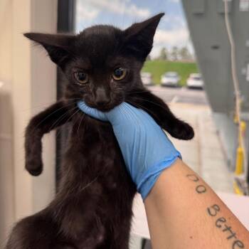 Emily -  Domestic Short Hair Cat for Adoption in Columbiana, Alabama - Emily | PetCurious