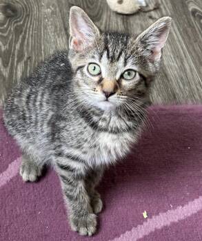 Rescue Domestic Short Hair Cats for Adoption in Woodbridge Township, New Jersey - Sweet Dee | PetCurious