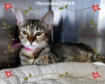 HERMIONE (see also RON and HARRY) -  Domestic Short Hair Cat for Adoption in Marietta, Georgia - HERMIONE (see Also RON And HARRY) | PetCurious