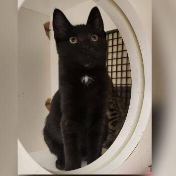 Winsor -  Domestic Short Hair Cat for Adoption in Toledo, Ohio - Winsor | PetCurious