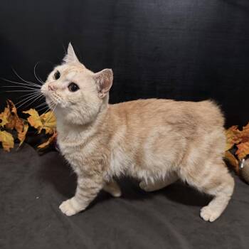 Aedan -  Manx Cat for Adoption in Fayetteville, Georgia - Aedan | PetCurious