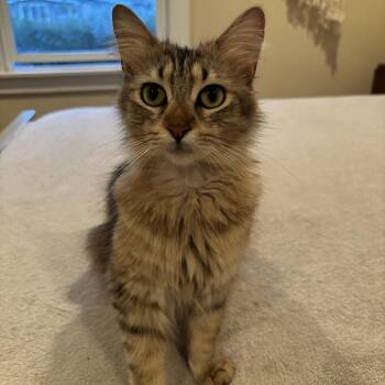 Hannah -  Domestic Medium Hair Cat for Adoption in Los Angeles, California - Hannah | PetCurious
