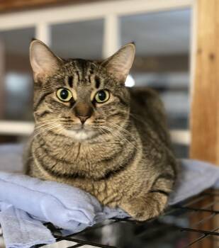 Bug -  Tabby Cat for Adoption in Lacon, Illinois - Bug | PetCurious