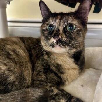 Calliope -  Domestic Short Hair Cat for Adoption in East Montpelier, Vermont - Calliope | PetCurious