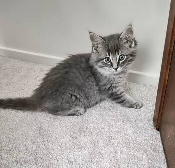 Simmer -  Domestic Medium Hair Cat for Adoption in Winnipeg, Manitoba - Simmer | PetCurious