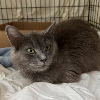 Molly -  Domestic Short Hair Cat for Adoption in Lynchburg, Virginia - Molly | PetCurious