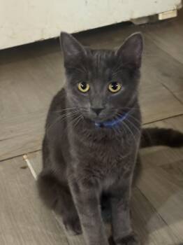 Boo (th) -  Domestic Short Hair Cat for Adoption in White Bluff, Tennessee - Boo (th) | PetCurious