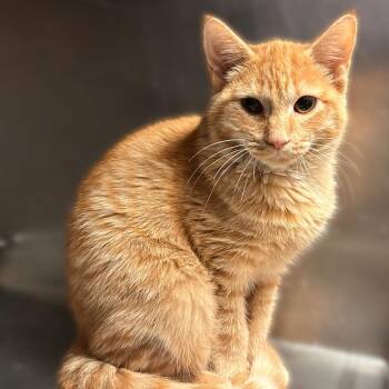 Rojo -  Domestic Short Hair Cat for Adoption in Davenport, Iowa - Rojo | PetCurious