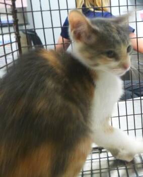 Lainey -  Domestic Short Hair Cat for Adoption in Lafayette, Louisiana - Lainey | PetCurious