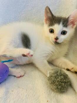 Rescue Domestic Short Hair Cats for Adoption in Marion, North Carolina - Matilda (Community Assist) | PetCurious