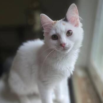 Luna -  Domestic Long Hair Cat for Adoption in Johnson City, Tennessee - Luna | PetCurious