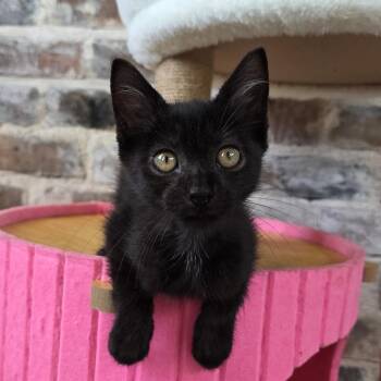 Curtis -  Domestic Short Hair Cat for Adoption in New Orleans, Louisiana - Curtis | PetCurious