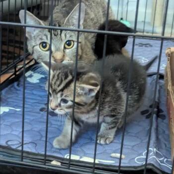 Morel -  Domestic Short Hair Cat for Adoption in Dallas, Texas - Morel | PetCurious
