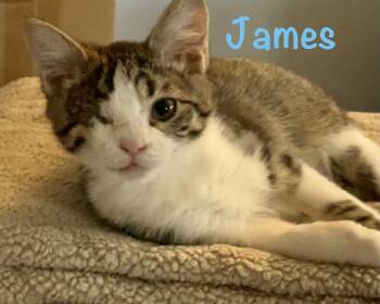 Domestic Short Hair Cats Available for Adoption - James | PetCurious