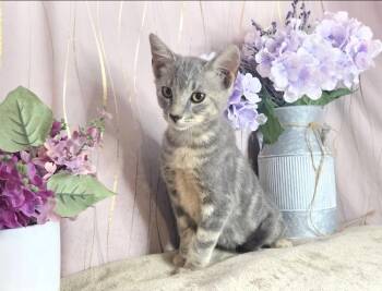 Grayson -  Domestic Short Hair Cat for Adoption in Long Beach, Mississippi - Grayson | PetCurious