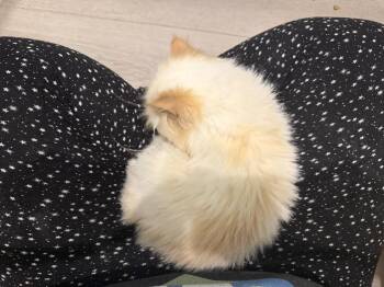 Yuki -  Persian Cat for Adoption in Chicago, Illinois - Yuki | PetCurious