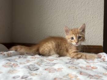 ASLAN -  Domestic Short Hair Cat for Adoption in Colorado Springs, Colorado - ASLAN | PetCurious