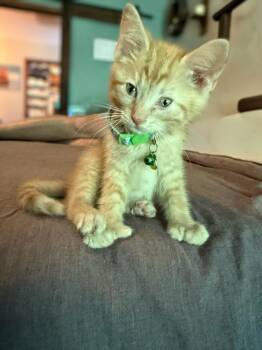 GIDEON -  Domestic Short Hair Cat for Adoption in Hagerstown, Maryland - GIDEON | PetCurious