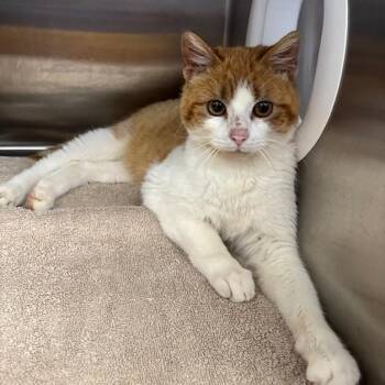 Domestic Short Hair Cats Available for Adoption - Creampuff | PetCurious