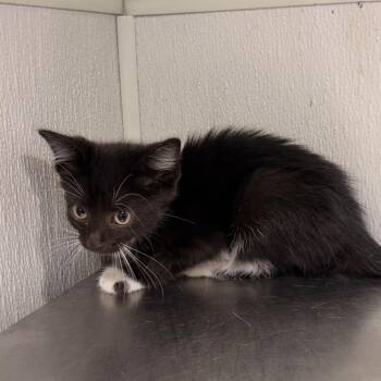 Jetta -  Domestic Short Hair Cat for Adoption in Tampa, Florida - Jetta | PetCurious