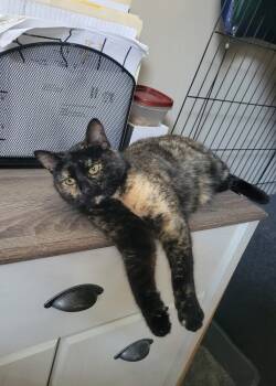 Rescue Domestic Short Hair Cats for Adoption in Albany, Wisconsin - Charlie | PetCurious