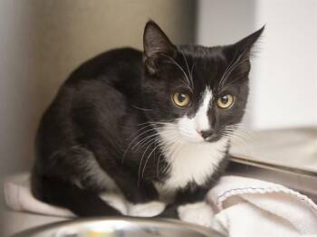 LAGOON -  Domestic Short Hair Cat for Adoption in Phoenix, Arizona - LAGOON | PetCurious