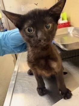 Domestic Short Hair Cats Available for Adoption in Fort Myers, Florida - VELVET | PetCurious