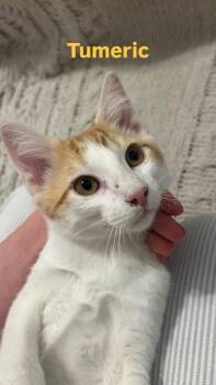 Tumeric -  Domestic Short Hair Cat for Adoption in Mustang, Oklahoma - Tumeric | PetCurious