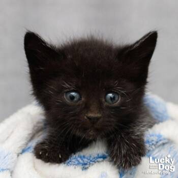 Domestic Short Hair Cats Available for Adoption in Washington, District Of Columbia - Gladiola | PetCurious