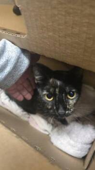 Lila -  Domestic Short Hair Cat for Adoption in Wichita, Kansas - Lila | PetCurious