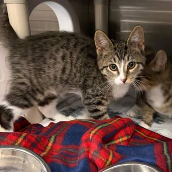 Shadow -  Domestic Short Hair Cat for Adoption in Mentor, Ohio - Shadow | PetCurious