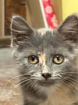 Peanut Butter Ha. -  Domestic Short Hair Cat for Adoption in West Peoria, Illinois - Peanut Butter Ha. | PetCurious