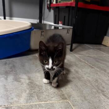 Wobbles -  Domestic Short Hair Cat for Adoption in Buffalo, New York - Wobbles | PetCurious