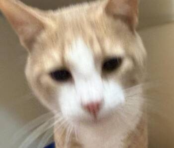 Domestic Short Hair Cats Available for Adoption in Salisbury, Maryland - Xerus | PetCurious