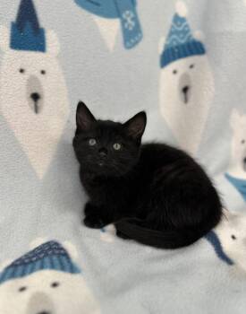 Stanley Uris @ PetSmart Walker Rd -  Domestic Short Hair Cat for Adoption in Newberg, Oregon - Stanley Uris @ PetSmart Walker Rd | PetCurious