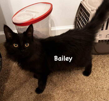 Rescue Domestic Long Hair Cats for Adoption in Morehead, Kentucky - Bailey | PetCurious