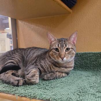 Tabby Cats Available for Adoption in North Bergen, New Jersey - Simba  | PetCurious